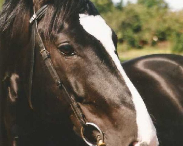 stallion Guldenburg (Westphalian, 1989, from Grannus) stallion Guldenburg (Westphalian, 1989, from Grannus)