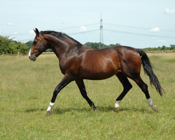 stallion Good Boy (Rhinelander, 1989, from Good Luck)
