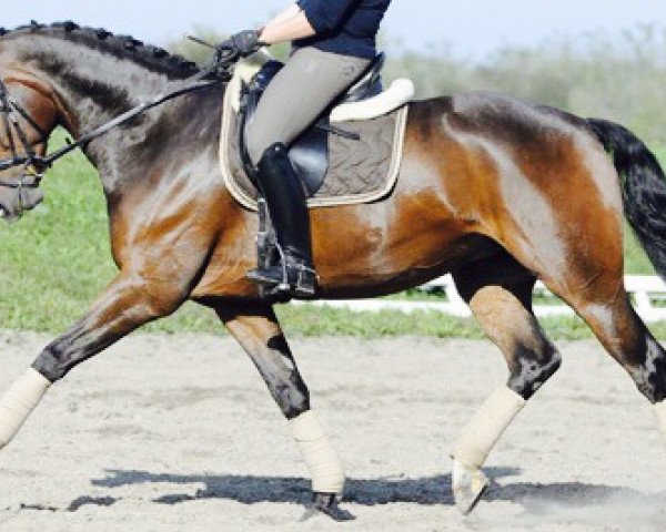 Dressurpferd William 318 (Westfale, 2007, von Worldly I)