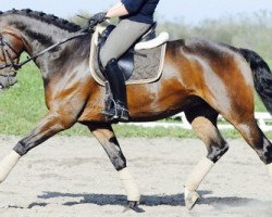 dressage horse William 318 (Westphalian, 2007, from Worldly I)