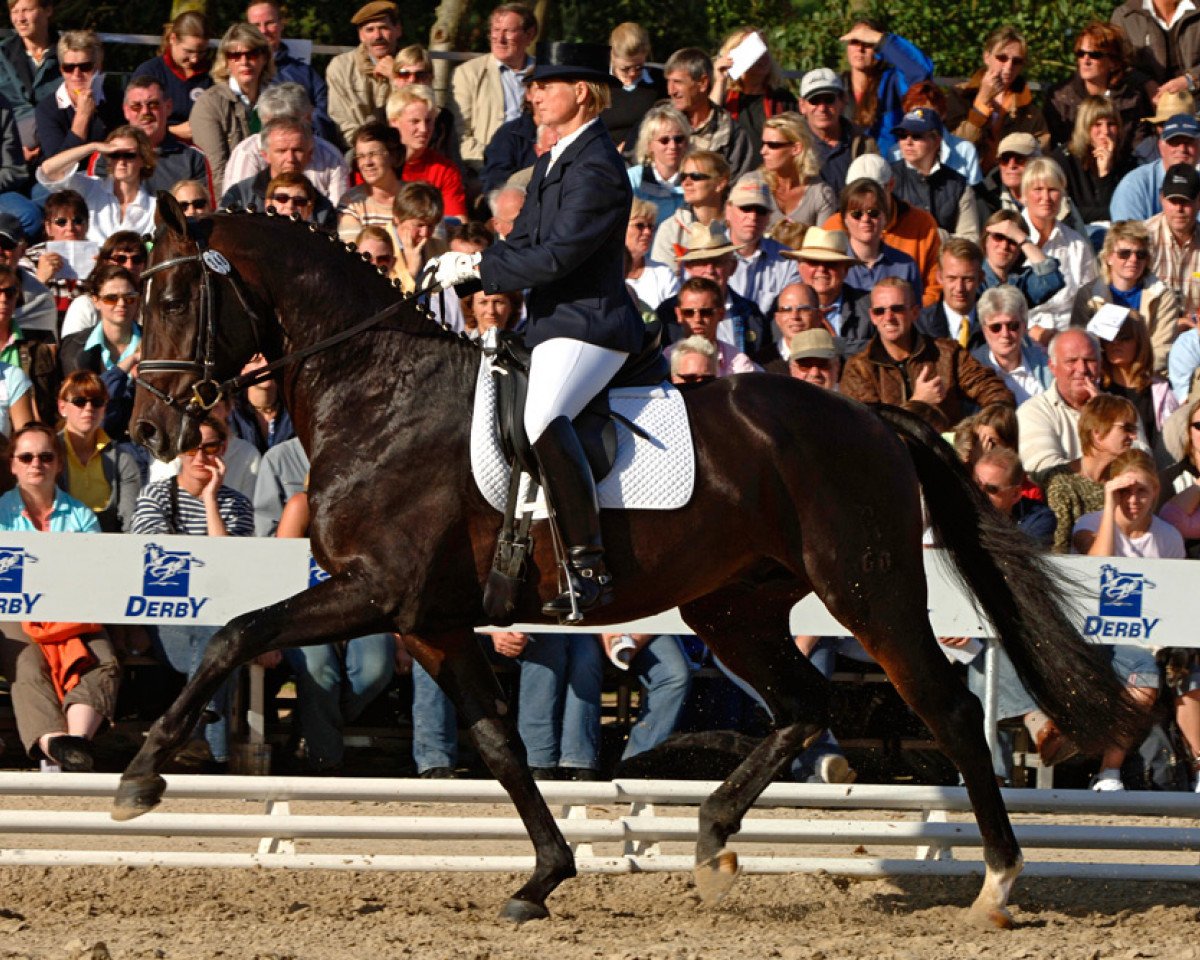 stallion Diamonit I (Oldenburg, 2003, from Diamond Hit)