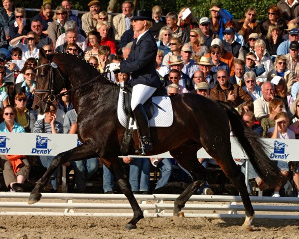 stallion Diamonit I (Oldenburg, 2003, from Diamond Hit)