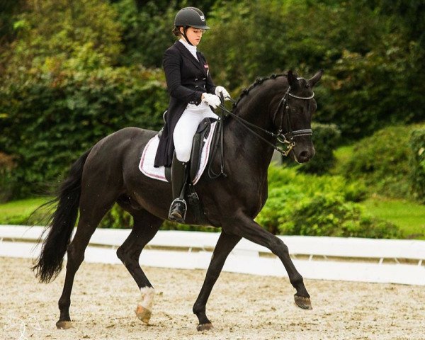 horse Florinero (Hanoverian, 2003, from Fürst Heinrich)
