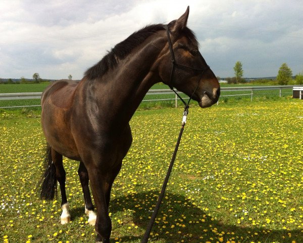 Pferd Schattentanz (Oldenburger,  , von Sir Donnerhall I)