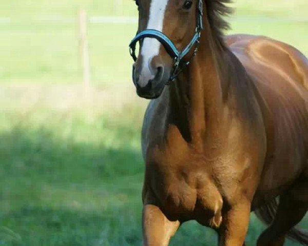 broodmare Fabiola 254 (Hanoverian, 1999, from Falkenstern II)