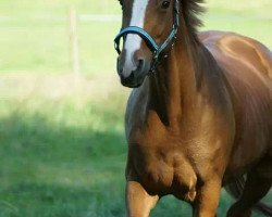 broodmare Fabiola 254 (Hanoverian, 1999, from Falkenstern II)