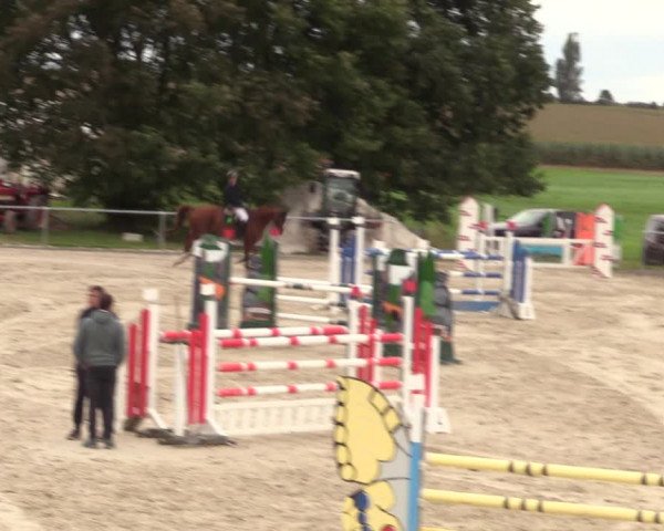 Springreitturnier Hohburg 2021