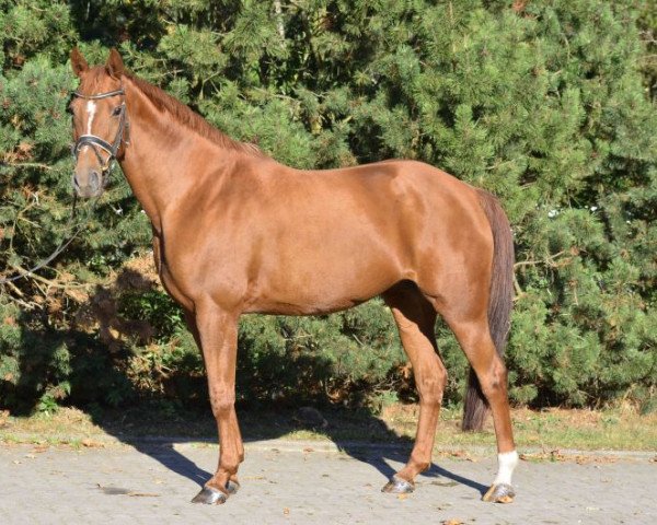 broodmare Stute von Grand Cru (Hanoverian, 2004, from Grand Cru)