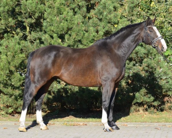 horse Loriot (Hanoverian, 2002)