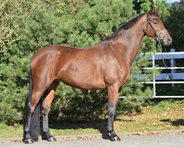 Zuchtstute Celebrity (Hannoveraner, 2005, von Carry Gold)
