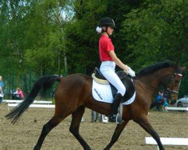 Pferd Orchid's Nana (Nederlands Rijpaarden en Pony, 1999, von Milton)