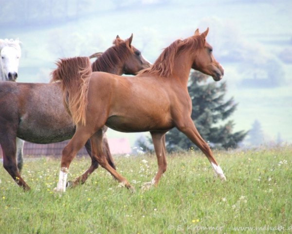 Pferd Maymunah Alia ox (Vollblutaraber, 2008, von Ibn Kubinec ox)