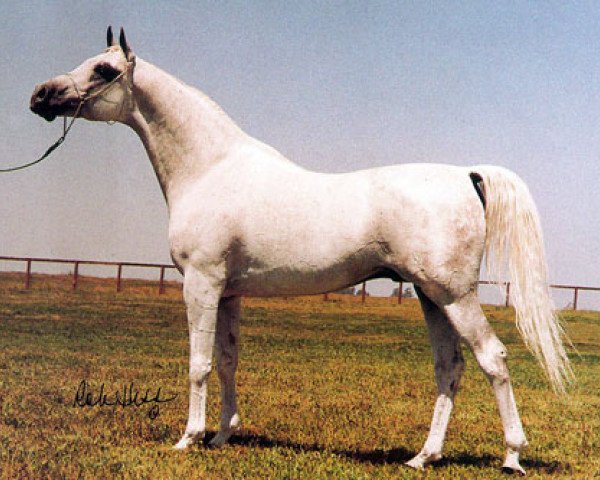 stallion Nankin ox (Arabian purebred, 1979, from Aswan 1958 EAO)
