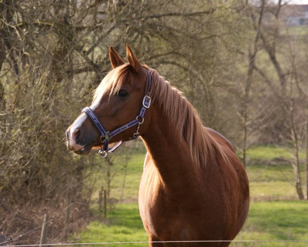 Zuchtstute Magic Yasmeen (Deutsches Reitpony, 2010, von Bernstein Yao)