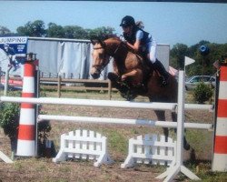 Springpferd Kantje's Boston (New-Forest-Pony, 2008, von Kantje's Vinello)