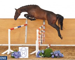 jumper Laquino (Holsteiner, 2010, from Lasino)