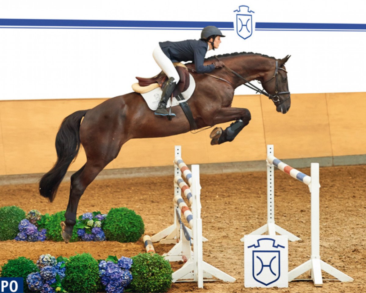 Eventing horse Dacapo (Holsteiner, 2009, from Diarado)