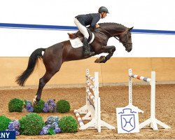 jumper Czarny (Holsteiner, 2009, from Crawford)