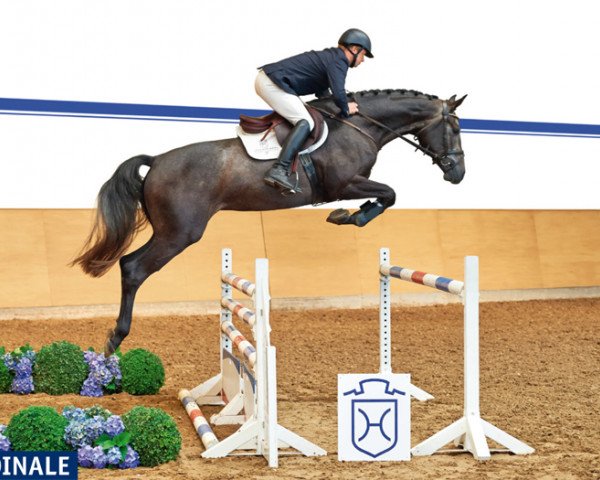 broodmare Cardinale 22 (Holsteiner, 2010, from Clinton I)