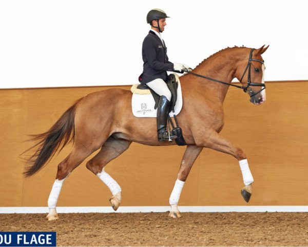 Pferd Camou Flage (Holsteiner, 2010, von Clarimo Ask)