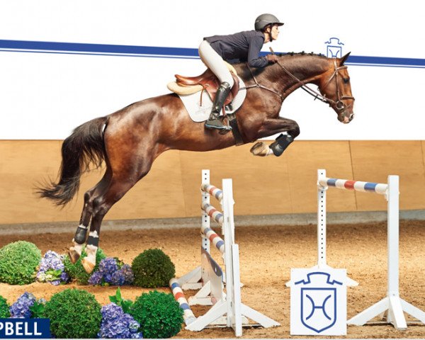 jumper Campbell 8 (Holsteiner, 2009, from AB 19 Chepetto)
