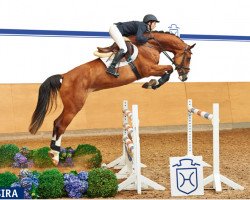 broodmare Cassira (Holsteiner, 2010, from Cassini I)