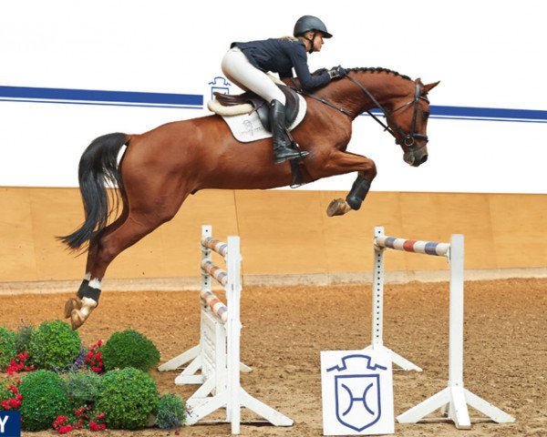 jumper Chuckomo (Holsteiner, 2009, from Casall Ask)