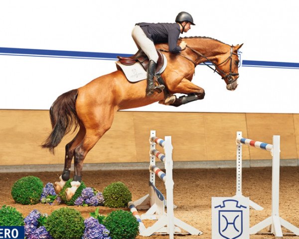 Springpferd Cuitero (Holsteiner, 2009, von Caretino)