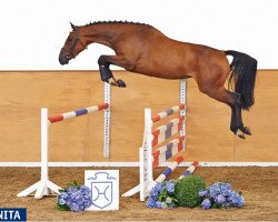 broodmare Chanita (Holsteiner, 2011, from Caretino)