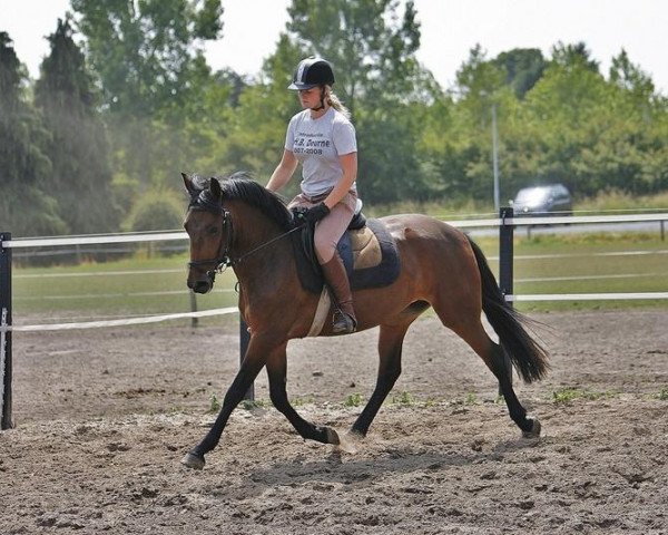 horse Hoppenhof's Faridah (New Forest Pony, 2007, from Hoppenhof's Shardon)