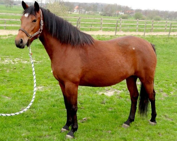 horse Grace Optimus (New Forest Pony, 2009, from Priory Prickle)