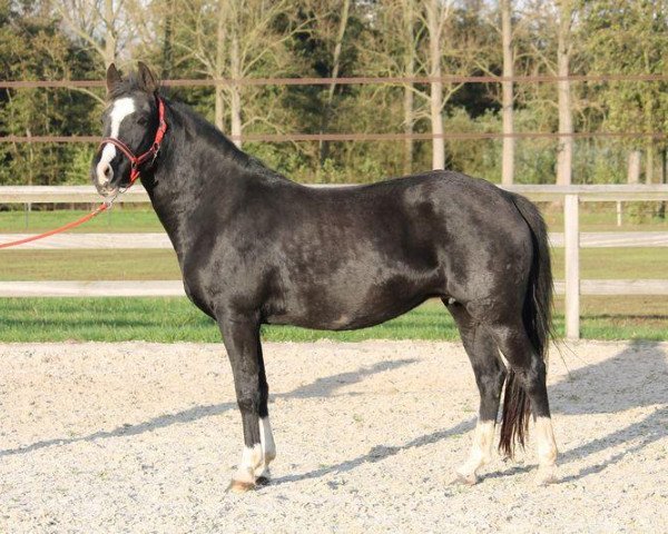 Pferd Kantje's Etoile De Mer (New-Forest-Pony, 2009, von Orchid's Romario II)