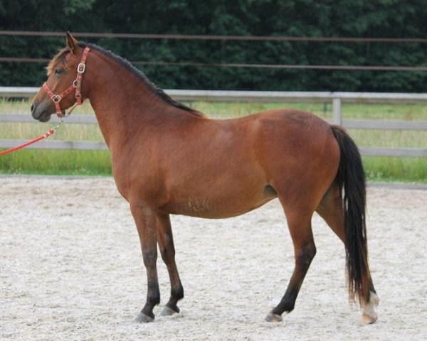 jumper Kantje's Kumara (New Forest Pony, 2009, from Justice H.R.)