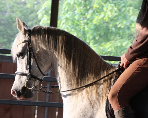 Fattrice Emonetta ox (Puro sangue arabo, 2004, di Ecaho ox)