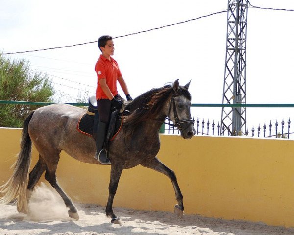Zuchtstute Gitana Clxxxv (Pura Raza Espanola (PRE), 2006)