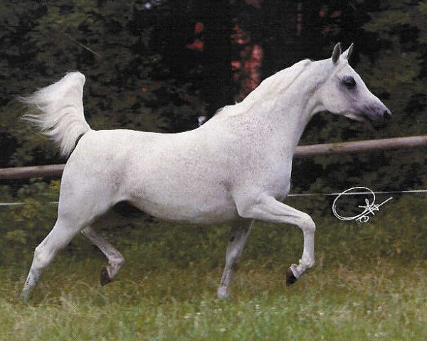 broodmare Cinderella ox (Arabian purebred, 1993, from Maysoun 1985 ox)