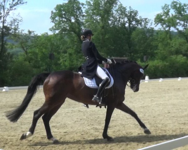 Giebelwald Classics mit Westfälische Meisterschaften Dressur und Springen 2021