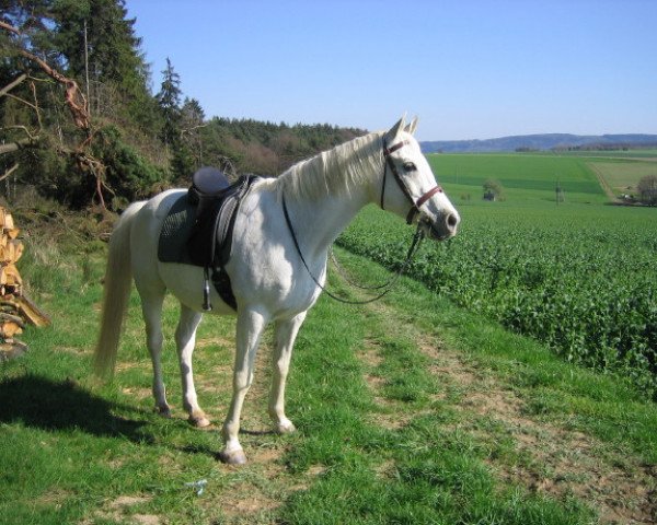 horse Buran Ibn Maysoun ox (Arabian purebred, 1991, from Maysoun 1985 ox)