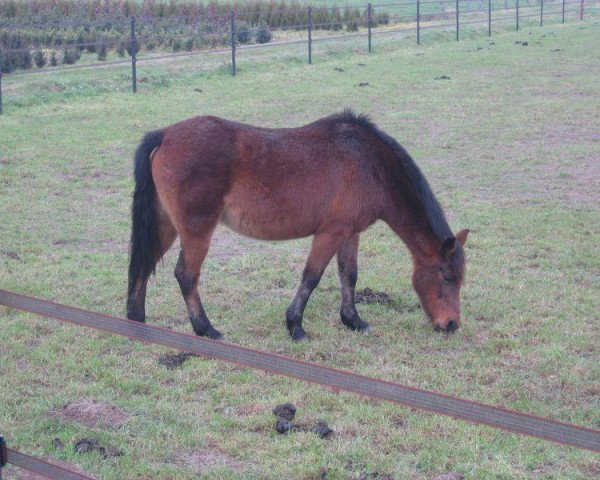 Zuchtstute Tjerry (New-Forest-Pony, 1990, von Watershof Pretendent) Zuchtstute Tjerry (New-Forest-Pony, 1990, von Watershof Pretendent)
