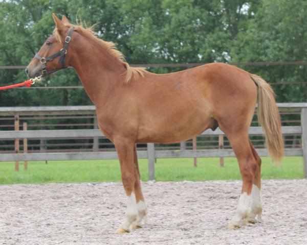 Pferd Romulus Optimus (Belgisches Reitpony, 2013, von Goliath van de Groenweg)