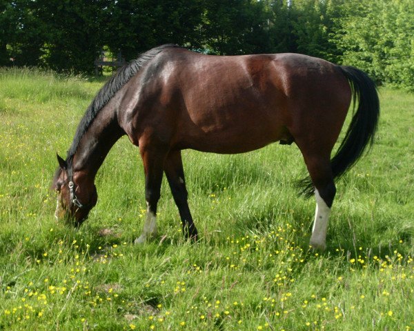 jumper Cederic U (Westphalian, 2007, from Chaplin L)