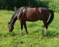 jumper Cederic U (Westphalian, 2007, from Chaplin L)
