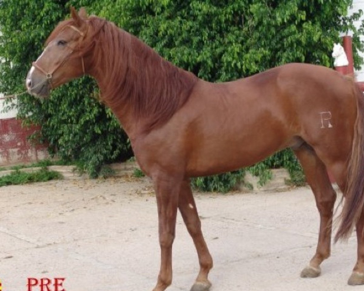 stallion Escultor C - Cartujano (Pura Raza Espanola (PRE), 2004, from Bebe III)