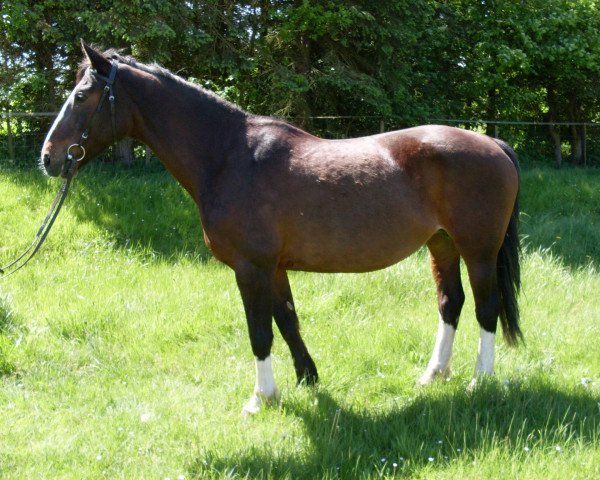 broodmare Marnie (Westphalian, 1992, from Maraschino)