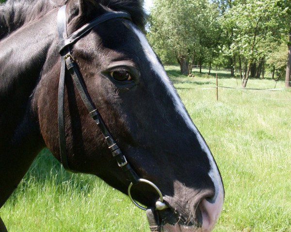 broodmare Achilla (Hanoverian, 1987, from Airport)