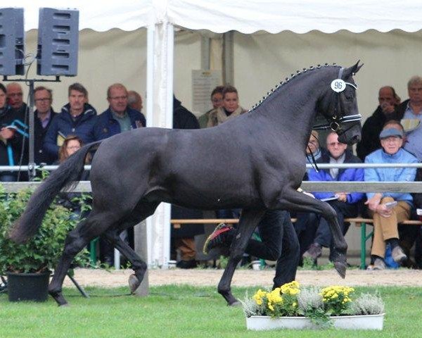 Deckhengst Talismann 93 (Hannoveraner, 2012, von Totilas)