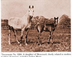 broodmare Incoronata ox (Arabian, 1925, from Skowronek 1909 ox)