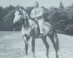 stallion Incoronax ox (Arabian purebred, 1934, from Raseem 1922 ox)