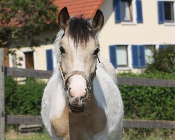 Pferd Charmeur (Deutsches Reitpony, 2012, von Champagner de Lux WE)