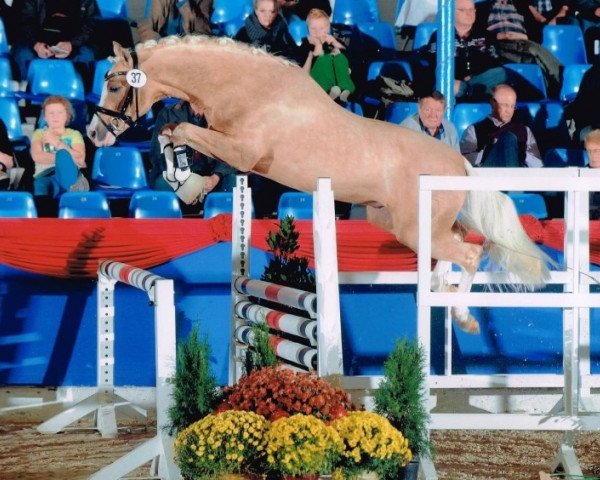 stallion Malibu Beach Boy (German Riding Pony, 2011, from The Braes My Mobility)